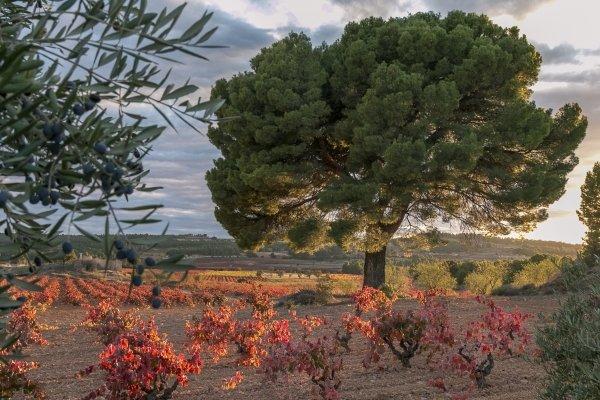 Bodega  Lo Alto